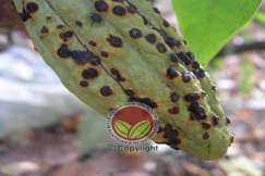 Luka tompokan yang masih baru