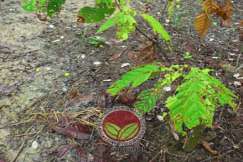 Pokok yang mengalami serangan serius