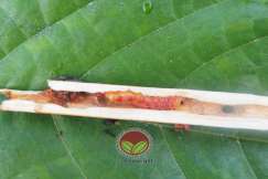 Larva Zeuzera yang berwarna merah