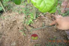 Pemcarian kumbang kaboi hitam di dalam tanah