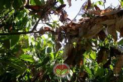 Simptom Penyakit Bebenang