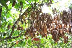 Dahan pokok dewasa yang mati akibat diserang pengorek dahan