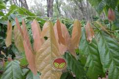 Simptom serangan di daun muda