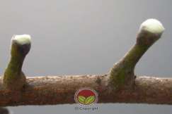 Simptom Penyakit Mati Rosot Vaskular (VSD)