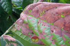 Serangan Ulat Bungkus yang terjadi berulangkali pada daun yang sama