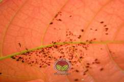 Koloni kutu daun pada daun koko