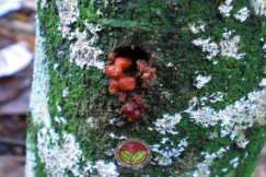 Frass atau najis yang masih baru dan basah