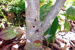 Beberapa lubang korekan pada permukaan batang