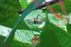 Belalang kunyit dewasa