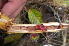 Simptom serangan Zeuzera pada dahan