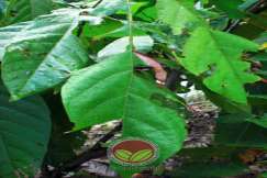 Serangan kumbang kaboi hitam lebih serius berbanding kumbang kaboi coklat