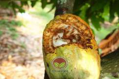 Buah koko yang dirosakkan oleh rodensia