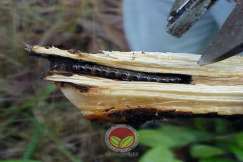 Larva Ulat Pengorek Batang