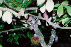 Simptom Penyakit Buah Hitam