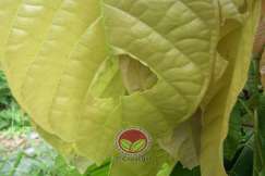 Simptom serangan kurang serius berbanding belalang