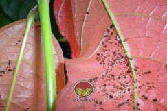 Serangan pada bahagian daun