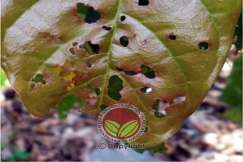 Simptom serangan Ulat Pelekat Daun