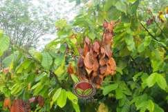 Simptom awal kerosakan dengan daun-daun mulai mati dan dahan mulai mengering