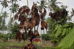 Dahan mati akibat serangan Pengorek Dahan