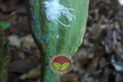 Nimfa yang hampir matang