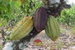 Simptom Penyakit Buah Perang