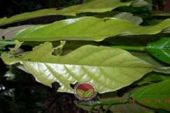 Serangan pada daun muda