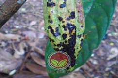 Serangan pada buah muda