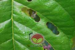 Daun berlubang akibat serangan Ulat Daun