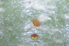 Telur upbk berwarna oren dan sukar diliha dengan mata kasar