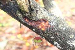 Simptom serangan selepas galeri dibuang