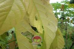 Kumbang belalai dan simptom serangan