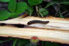 Larva Pengorek Batang