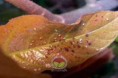 Beberapa peringkat hidup kutu daun