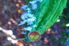 Beberapa peringkat nimfa