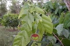 Serangan pada daun matang