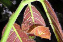 Daun muda akan mengerekot akibat dihisap kutu daun