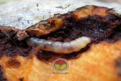 Larva ulat pengorek sabut