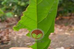 Luka serangan yang besar