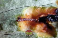 Larva ditemui didalam buah