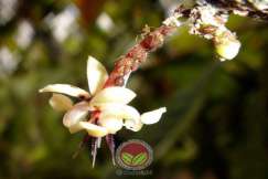 Serangan pada tangkai bunga