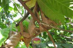 Simptom Penyakit Bebenang