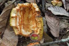 Kulit koko yang tertinggal di lantai kebun