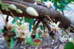 Serangan kutu daun pada pangkal putik buah