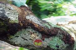 Galeri menandakan pokok telah diserang