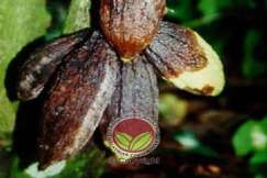 Simptom Penyakit Buah Hitam