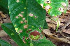 Simptom serangan Ulat Bungkus