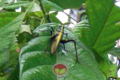 Belalang dan simptom serangan