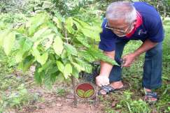 Pemeriksaan kumbang di tanah