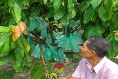 Pekebun koko yang mengamalkan pembalutan