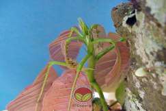 Pucuk muda sedang diserang kutu daun